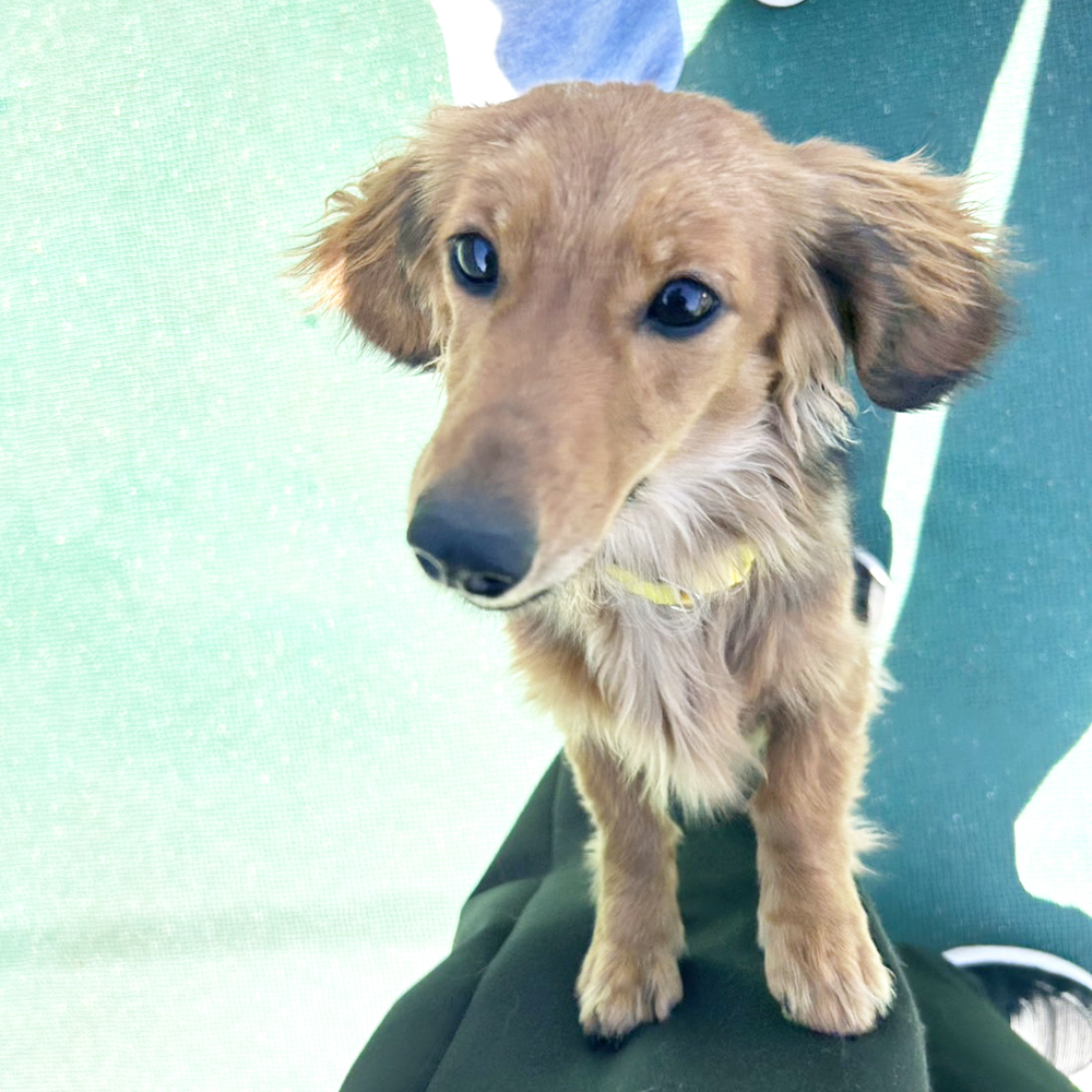 生徒が撮影したモデル犬の写真②